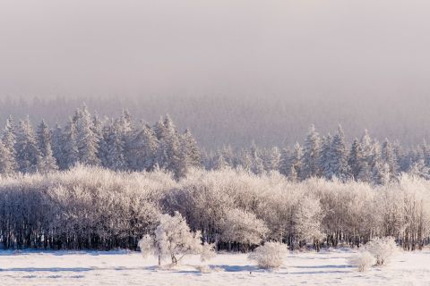 Bevroren veenlandschap