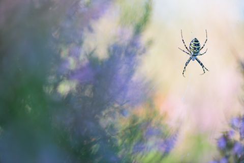 Wasp spider