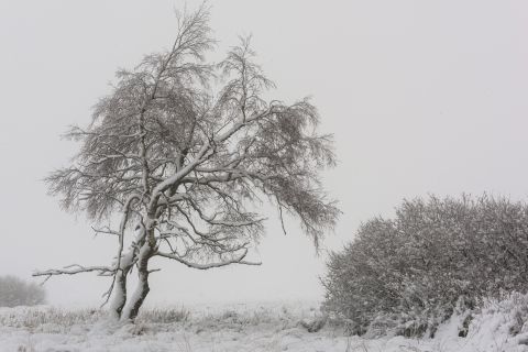 Onderbelicht sneeuwlandschap in de Hoge Venen