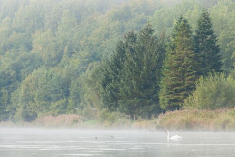 Knobbelzwaan op de Semois