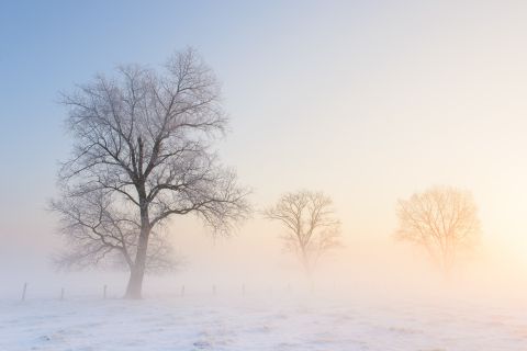Aangevroren bomen in de mist