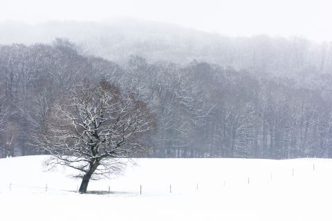 Oude eik in Sneeuwlandschap