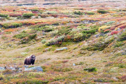 Musk ox