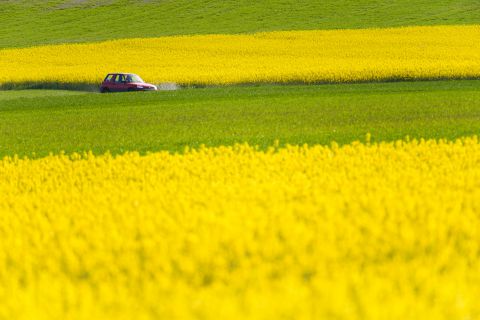 Rode auto tussen graan- en koolzaadvelden