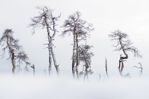 Verbrande dennen van Noir Flohay