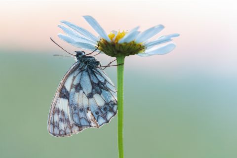 Marbled white on Oxeye daisy