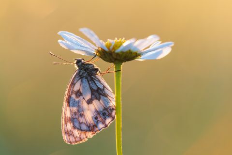 Dambordje op Gewone margriet